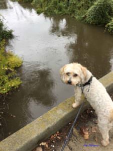 Photo of Toby on a bridge over Dry Creek