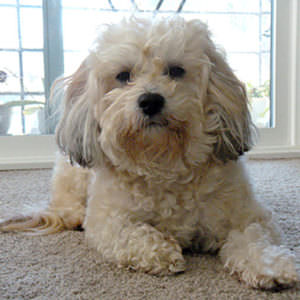 toby_portrait