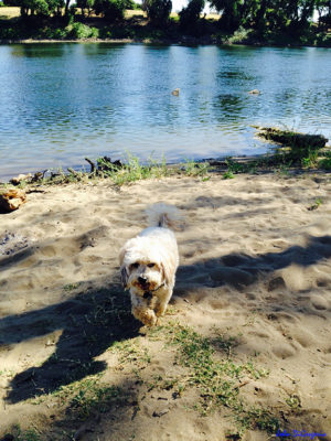 A Photo of me walking away from the river on a sandy beach