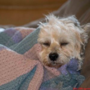Photo of Toby's head, eyes closed, sticking out of pink and blue striped blanket