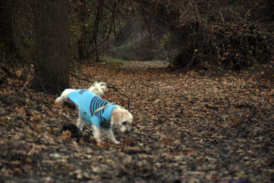 Photo of me picking up my right hind leg and peeing