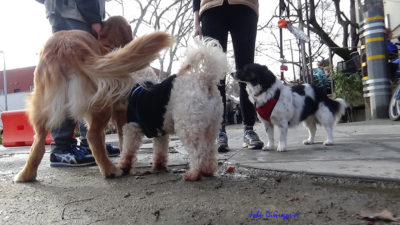 A photo of me sniffing a golden while Lola stands by