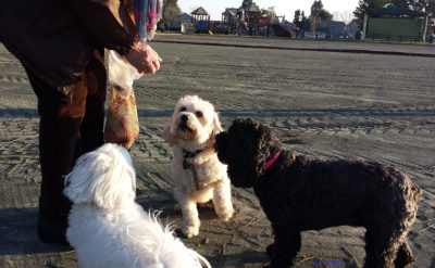 Photo of me, Zilla and Izzy sniffing an open bag below hand of treats.