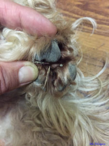 Photo of a grass seed lying on my paw.