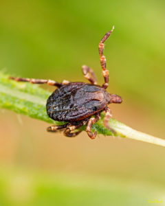 Photo of a tick grabbing a grass blade with it's left front leg extended, ready to jump.